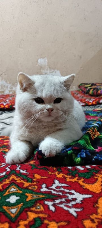 Британискый шиншилла Британискый шиншилла