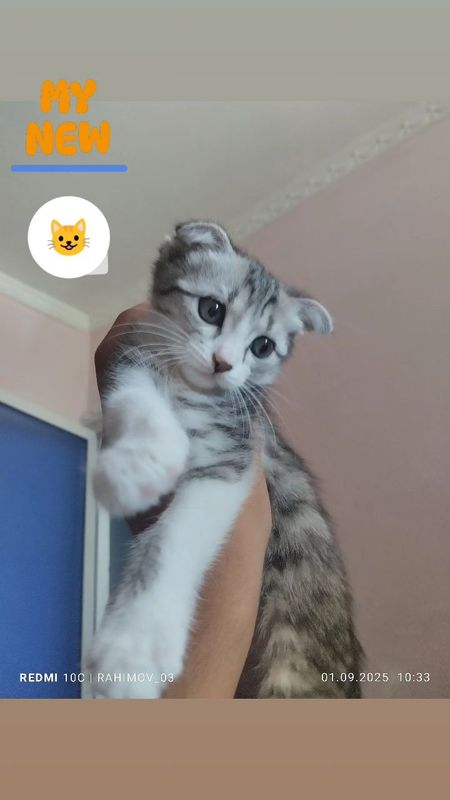 Zotli mushuk sotiladi