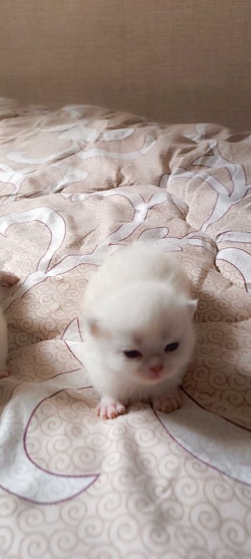 Продаются милые котята. Породистые.