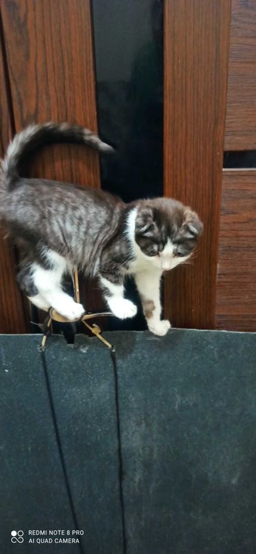 O'g'il bola Scottish fold