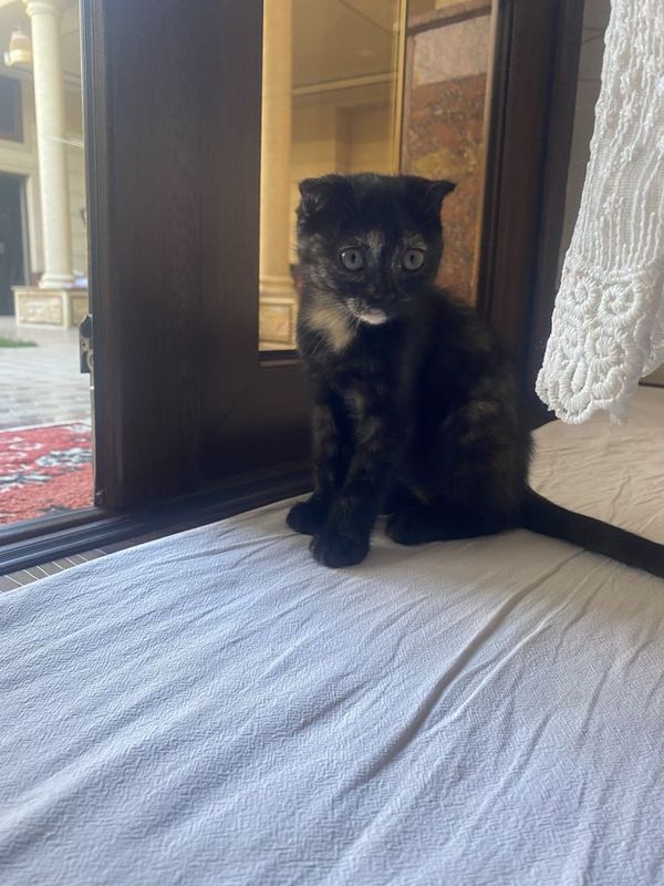 котенок фолд самка котенок фолд самка