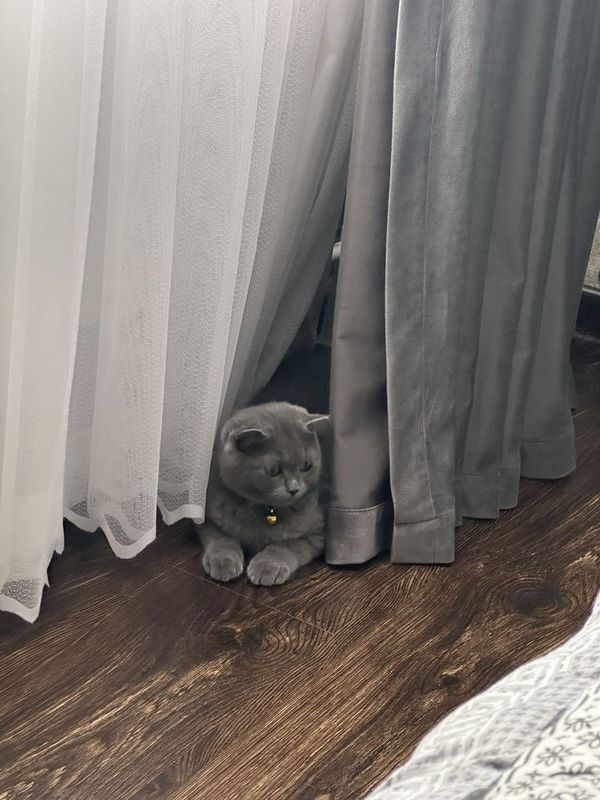 Продается кот