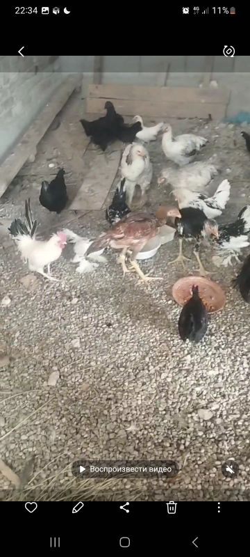 koreyskiy zotli tovuqlar sotiladi