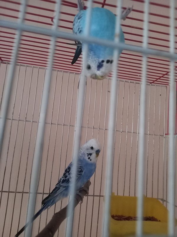 Tayyor qushla sotiladi Tayyor qushla sotiladi