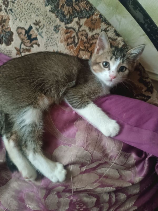 Котёнок в добрые руки! Котёнок в добрые руки!