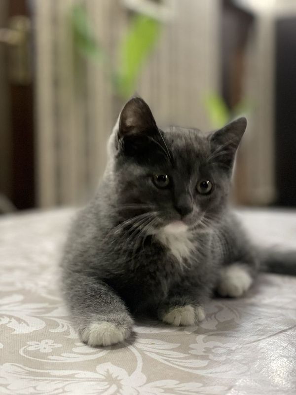 Кошка Британский Scottish Fold Кошка Британский Scottish Fold