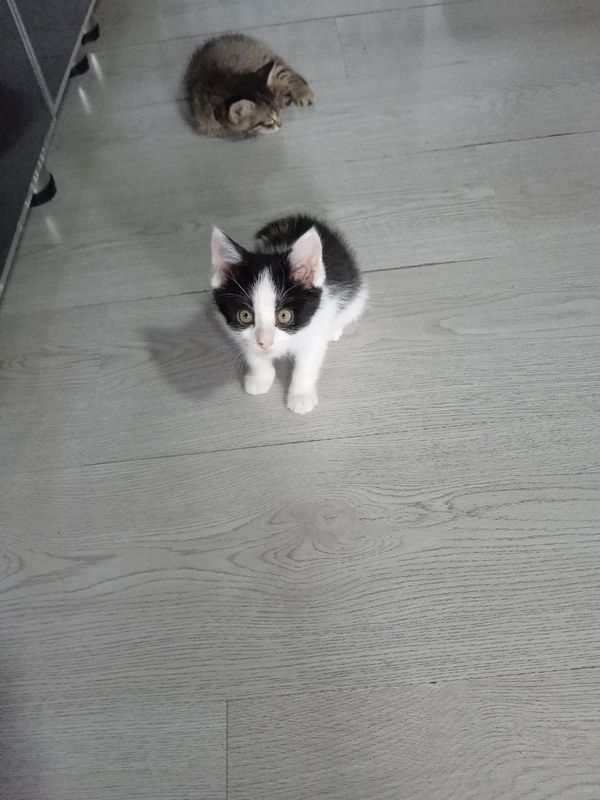 Отдам даром котят Отдам даром котят