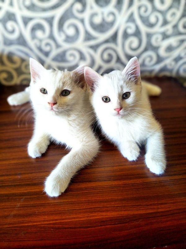 Mushuk / cat / кошка Mushuk / cat / кошка