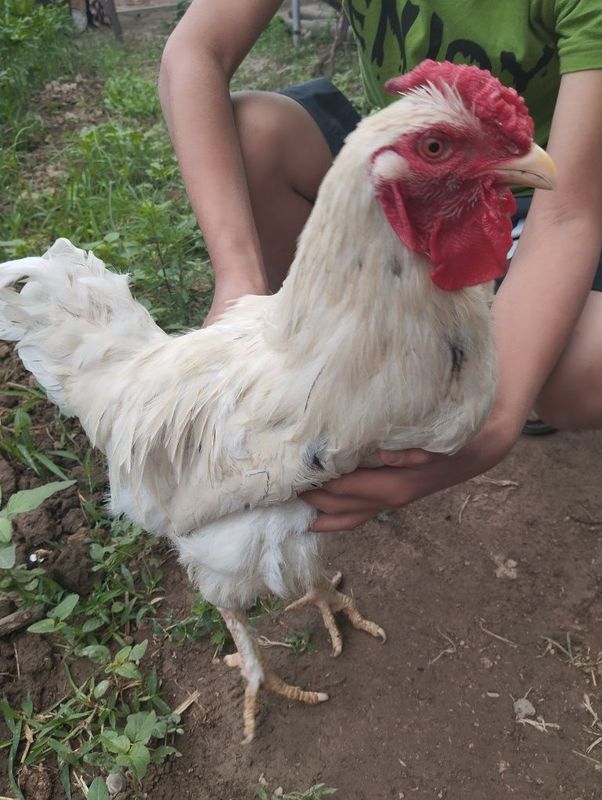 Brama xoroz sotiladi Brama xoroz sotiladi