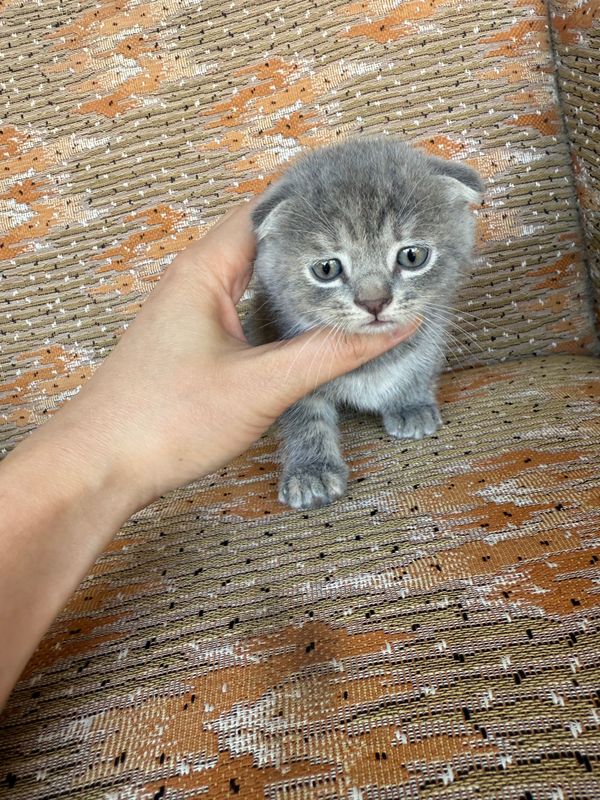 scottish fold 2 месячные scottish fold 2 месячные
