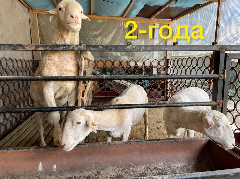 Продаю своих барашек порода Дорпер. Большие, маленькие. Продаю своих барашек порода Дорпер. Большие, маленькие.
