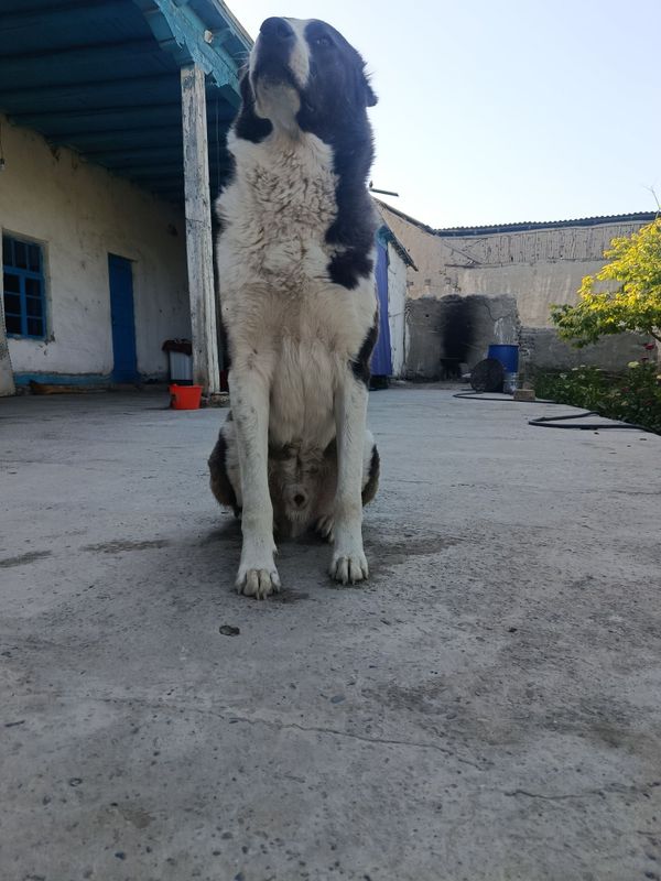 Yosh baqivat xali usish davrida Yosh baqivat xali usish davrida