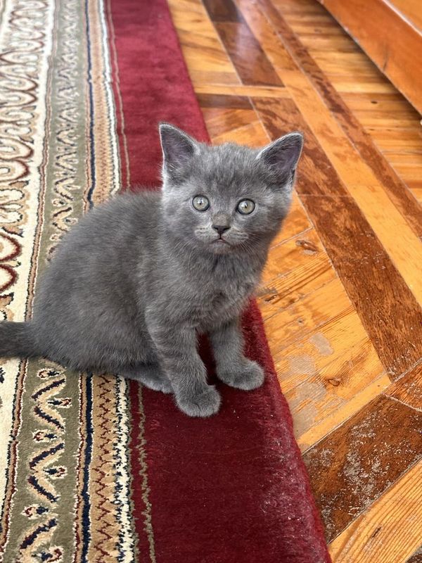 Скотиш страйт чистокровные Скотиш страйт чистокровные