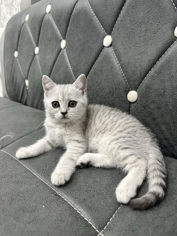 Шотланские котята Шотланские котята