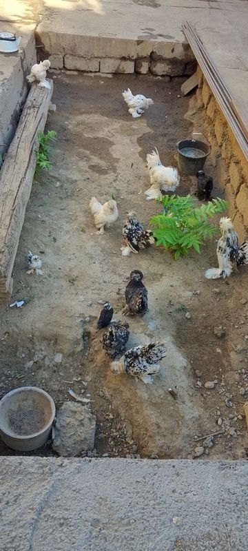 Yaponcha tovuq xorozlar sotiladi Yaponcha tovuq xorozlar sotiladi