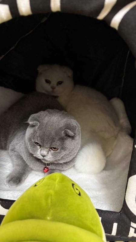Продаются 2 чистокровные шотландские кошки.цена за 2. Продаются 2 чистокровные шотландские кошки.цена за 2.