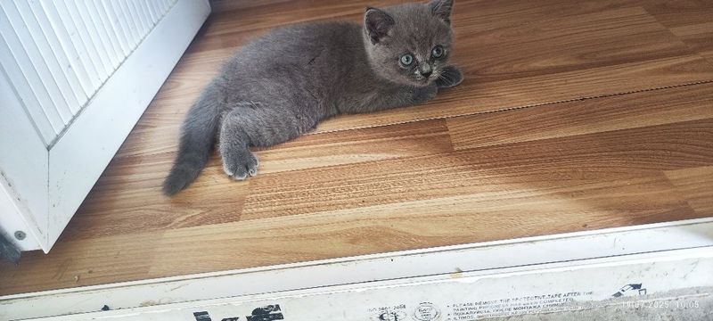 Котёнок продаётся Котёнок продаётся