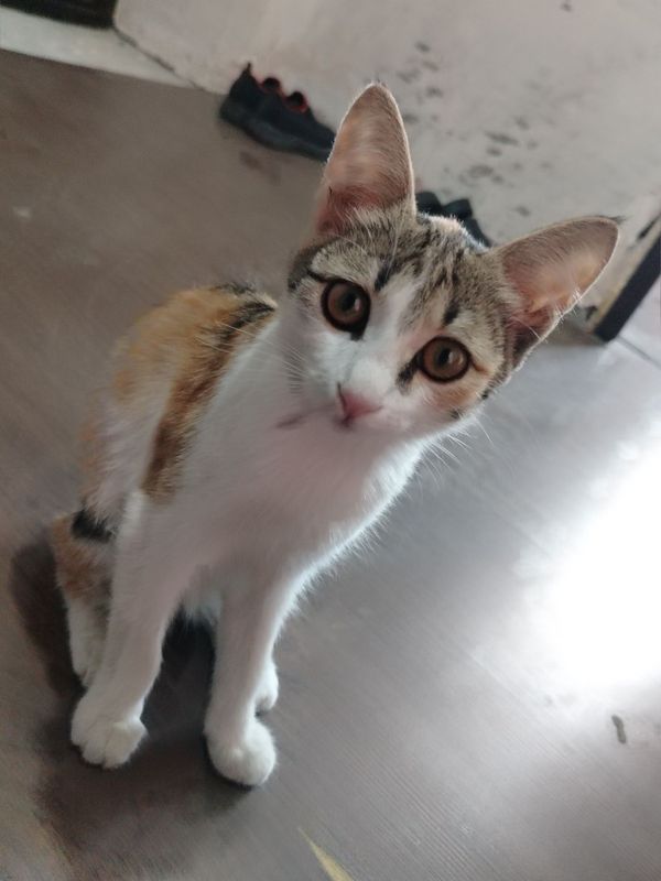 Кошка по имени Нора Кошка по имени Нора