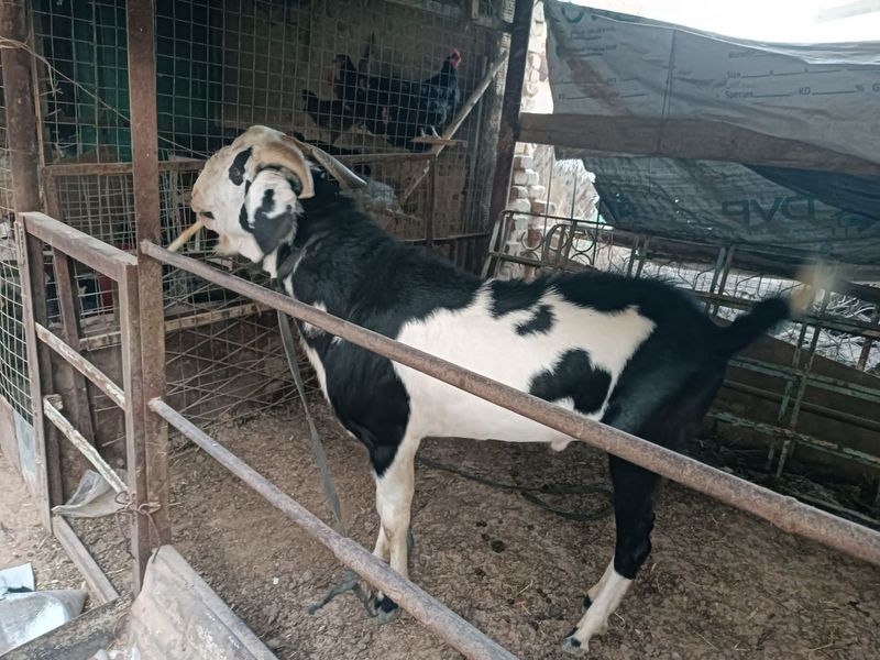 Echki taka zotka sotiladi Echki taka zotka sotiladi