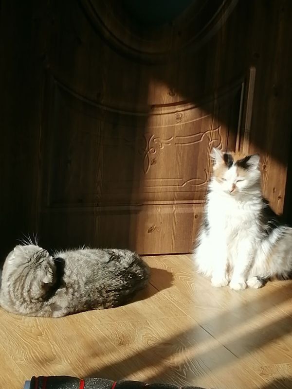 Передержка котов, собак, животных других пород