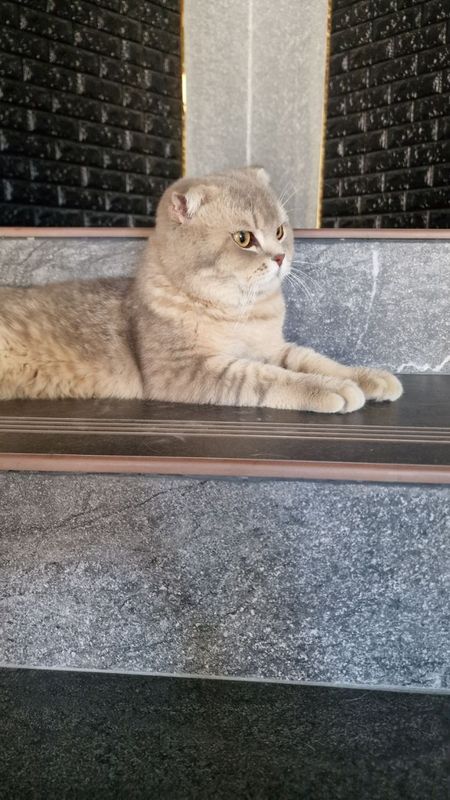 Скоттиш фолд вислоухий шиншила мальчик. Срочно Скоттиш фолд вислоухий шиншила мальчик. Срочно