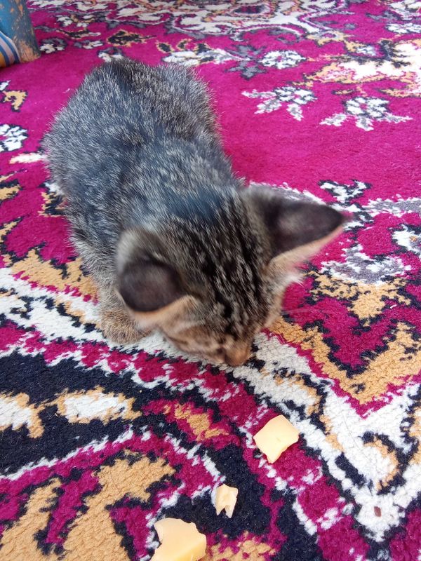 Mushuk bolasi tekinga beriladi Mushuk bolasi tekinga beriladi