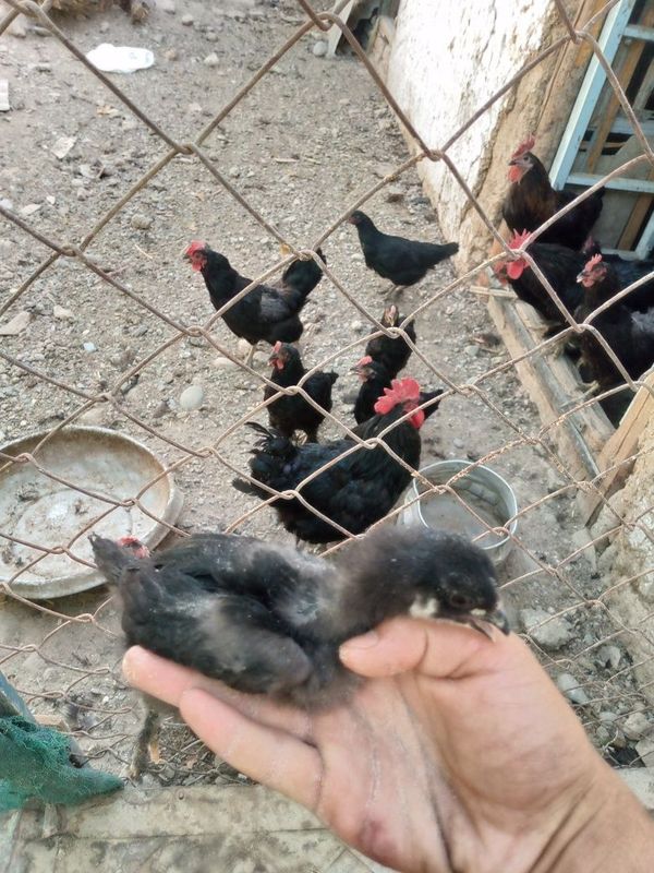 Qora shag'zoda tozasi Qora shag'zoda tozasi