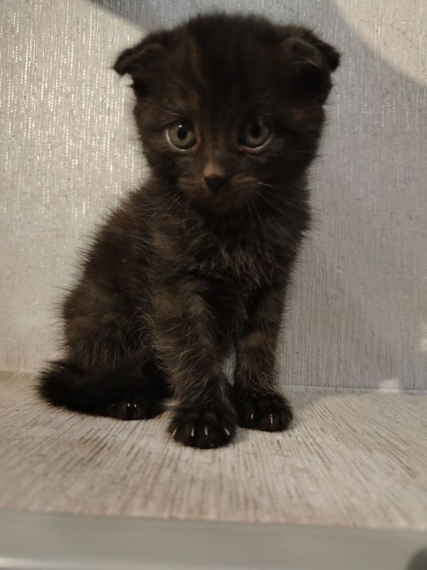 Шотландский котёнок 1,5 месяца цена 120$ торг Шотландский котёнок 1,5 месяца цена 120$ торг