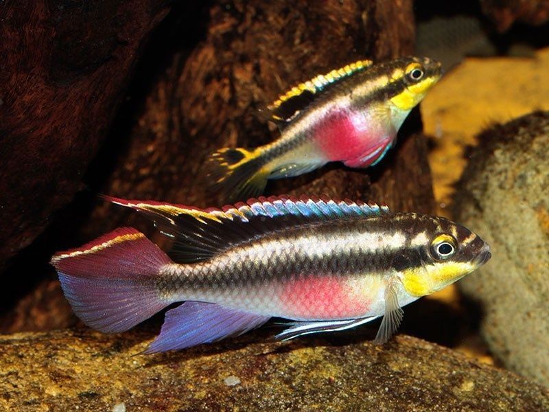 Пельвикахромис пульхера ( Pelvicachromis pulcher)