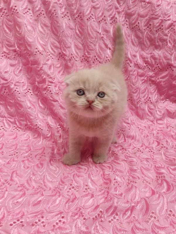Продается шикарный котенок мальчик фолд Продается шикарный котенок мальчик фолд