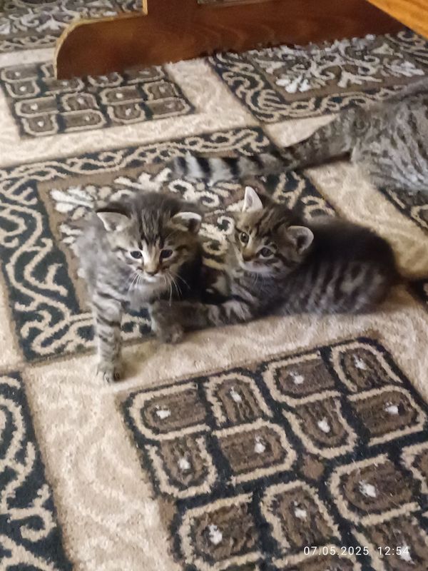 Котята отдам даром Котята отдам даром
