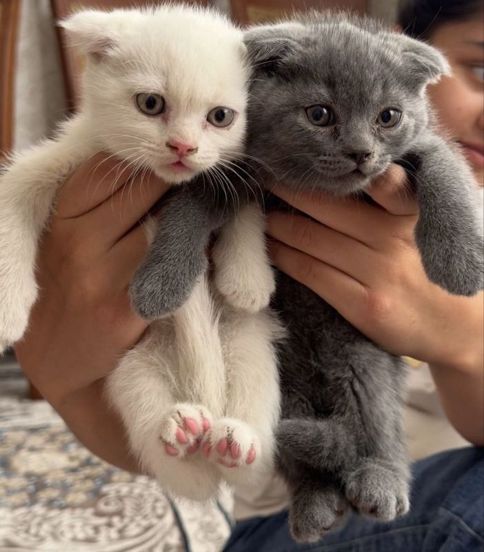 Scottish fold bolalari sotiladi