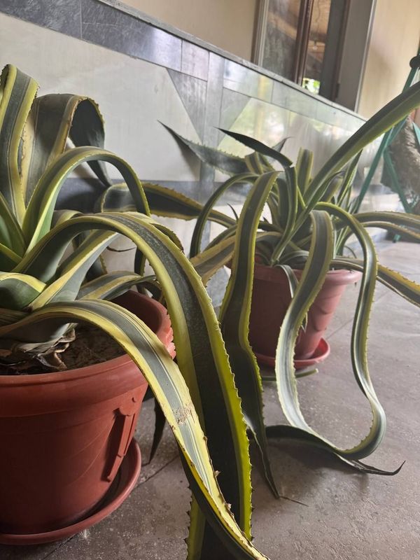 Aloe gullari 2xil Aloe gullari 2xil