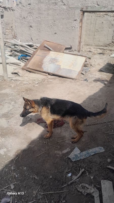 8 oyliq kushik aqilli adamga sakirmidi 8 oyliq kushik aqilli adamga sakirmidi