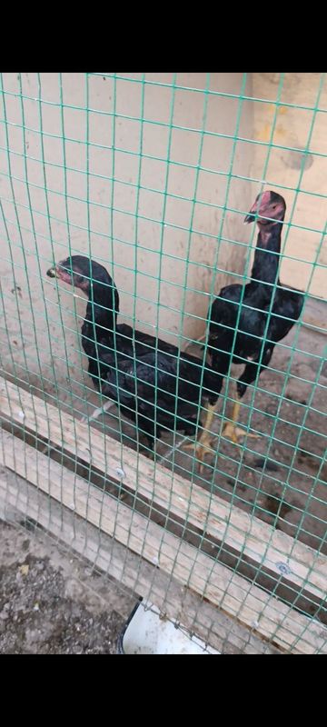 Bobo horozlar sotiladi