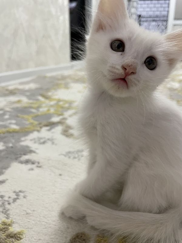 Отдам котят в ХОРОШИЕ руки