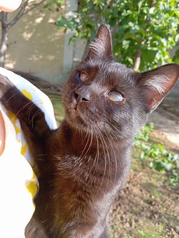 Бесплатно отдам кота, кастрированный Бесплатно отдам кота, кастрированный