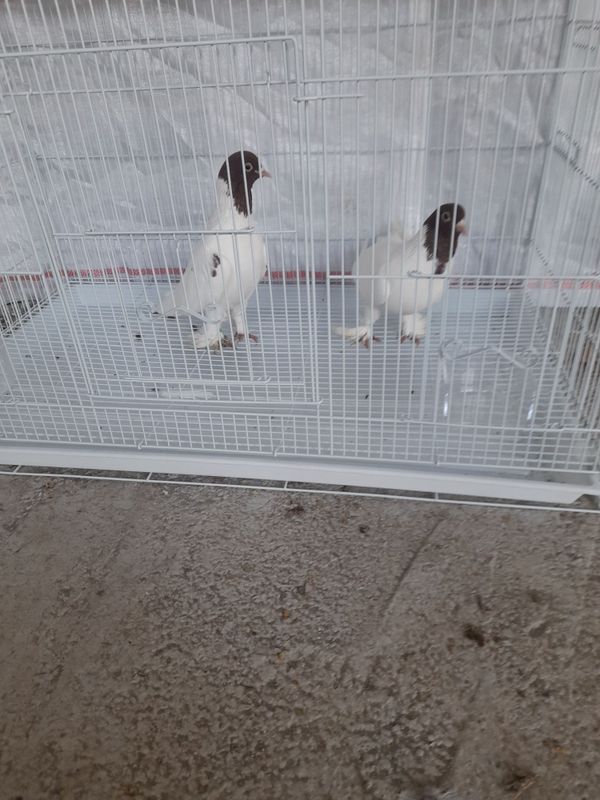 Pigeons for sale , kabutarlar sotuvda , голуби на продажу