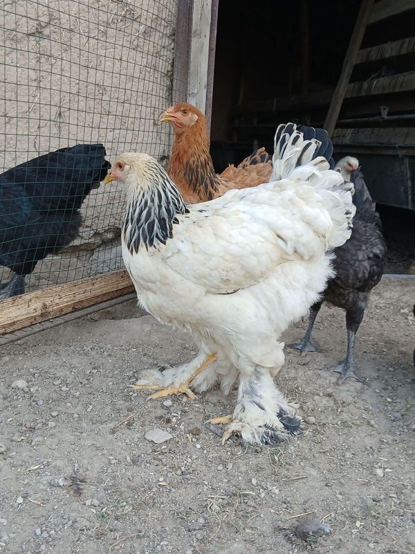 Jersey gigant va Brama zotli 5 oylik jo'jalar Jersey gigant va Brama zotli 5 oylik jo'jalar
