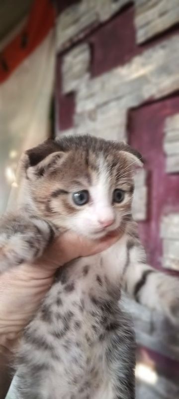 Продаються .Котята. породистые красавцы Продаються .Котята. породистые красавцы