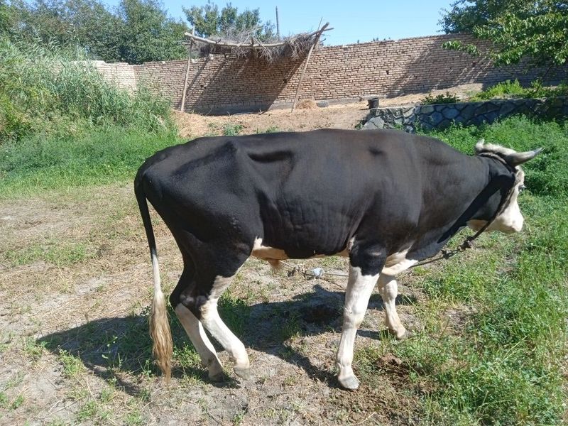 Qora buqa. Boqilmagan kelishamiz