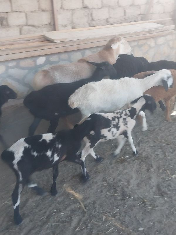 Ona qoy sitiladi tezda