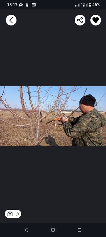 Daraxt kesish va malakali bogʻbon xezmati Daraxt kesish va malakali bogʻbon xezmati
