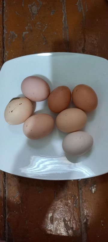 Tovuqlar sotiladi Tovuqlar sotiladi
