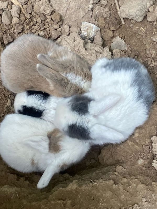 Kofolatlanadi parodali quyonla Kofolatlanadi parodali quyonla