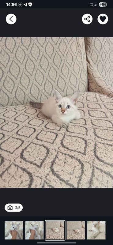 Котёнок продам только добрым рукамрукам