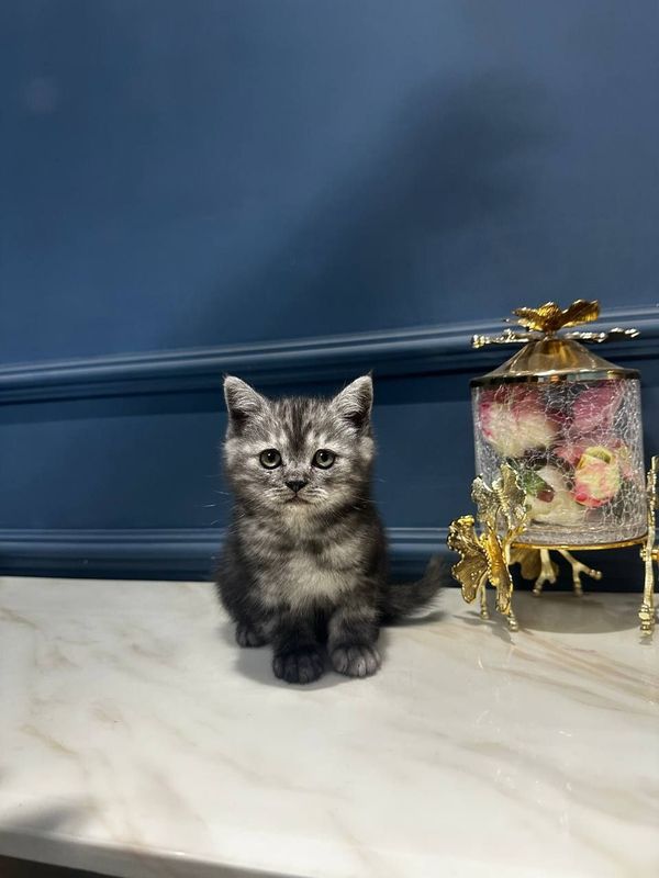 Шотландский шиншилла Шотландский шиншилла