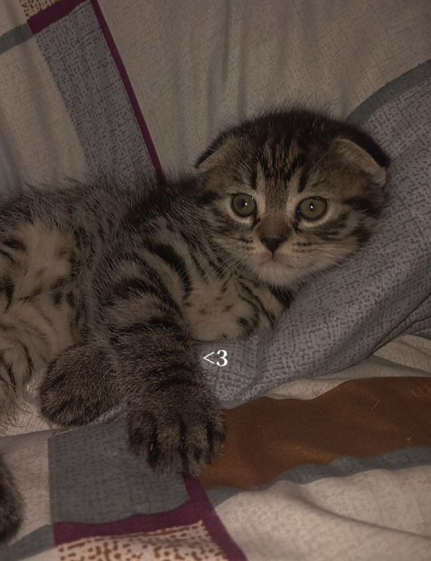 продаётся котёнок продаётся котёнок
