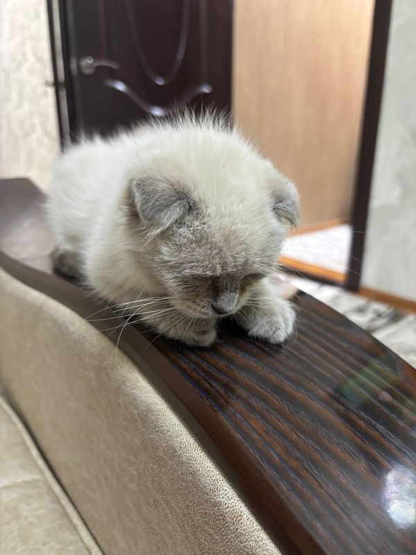 Scottish fold blue point
