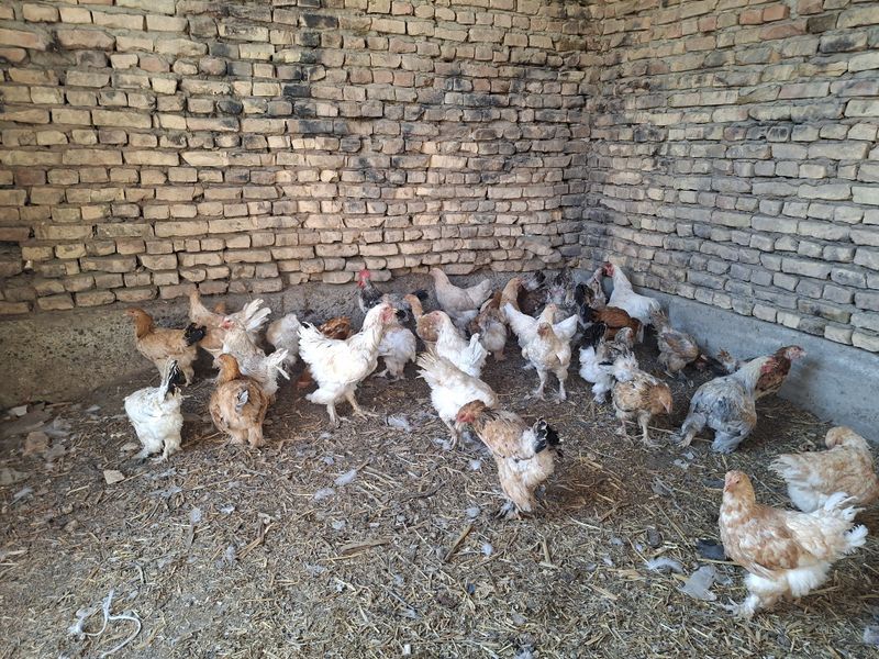 Brama Tovuqlar Arzon va tez sotiladi narxi ajoyib, pul kerakligi uchun Brama Tovuqlar Arzon va tez sotiladi narxi ajoyib, pul kerakligi uchun